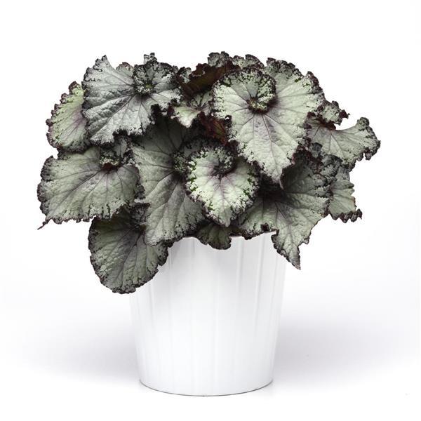 Rex Begonia Hybrid "Jurassic Jr™ Arctic Twist"