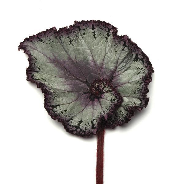 Rex Begonia Hybrid "Jurassic Jr™ Arctic Twist"