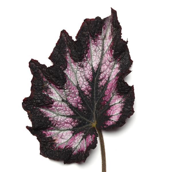 Rex Begonia Hybrid "Jurassic Silver Point"