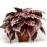 Rex Begonia "Jurassic Red Splash"