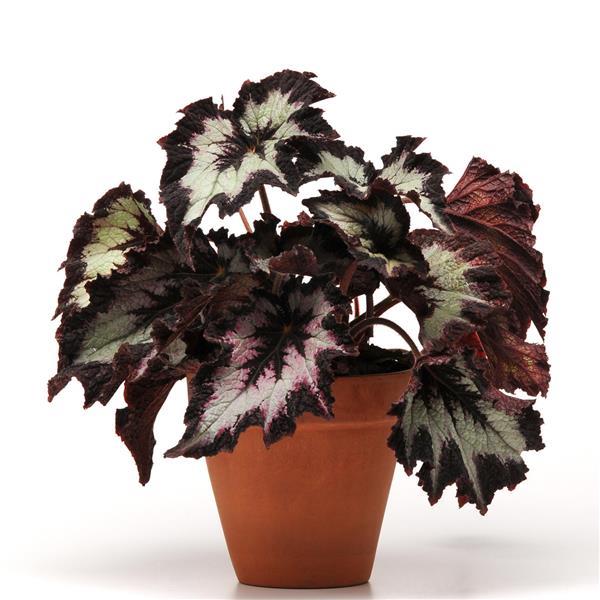 Rex Begonia Hybrid "Jurassic Silver Point"