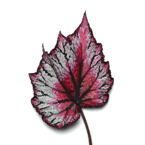 Rex Begonia "Jurassic Red Splash"