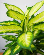 Dieffenbachia "marianne"