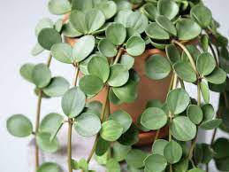 Peperomia deppeana