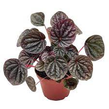 Peperomia "Ripple"