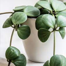 Peperomia deppeana