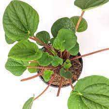 Peperomia "Leap Frog"