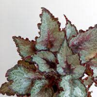 Rex Begonia "Raindance"