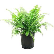 Nephrolepis Macho