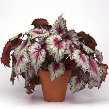 Rex Begonia "Jurassic Pink Splash"