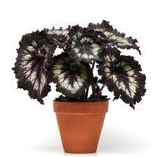 Rex Begonia "Jurassic Silver Swirl"