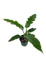 Philodendron Jungle Boogie