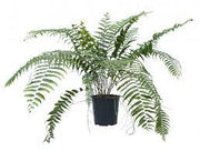Nephrolepis Macho