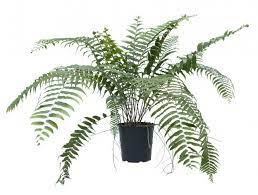 Nephrolepis Macho