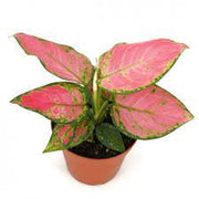 Chinese Evergreen "Pink Pearl"