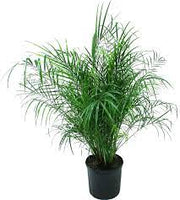Phoenix Roebelenii