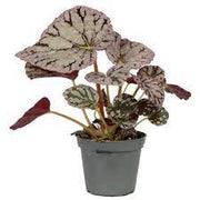 Rex Begonia "Chayo"