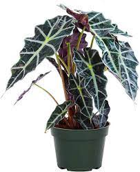 Alocasia 'Polly'