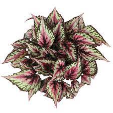 Rex Begonia "Salsa"