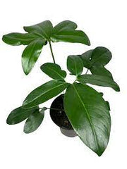Philodendron Goeldii