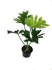 Philodendron Selloum