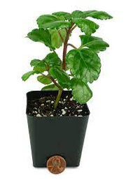 Swedish Ivy  (Plectranthus australis)