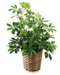Hawaiian Schefflera