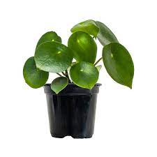 Raindrop Peperomia (Peperomia polybotrya)