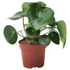 Raindrop Peperomia (Peperomia polybotrya)