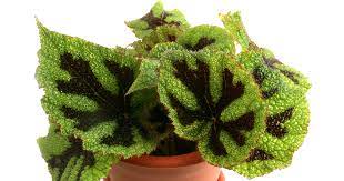 Rex Begonia "Iron Cross"