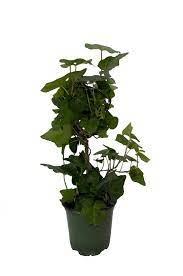 Hedera helix Hybrid "Shamrock"