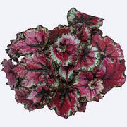 Rex Begonia "Ballroom Dance"