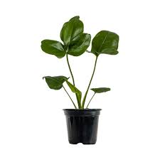 Philodendron Goeldii