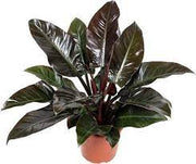 Philodendron Imperial Red