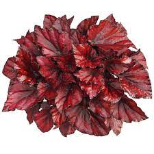 Rex Begonia "Red Bull"