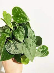 Philodendron "Silvery Ann"