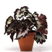 Rex Begonia "Jurassic Silver Swirl"