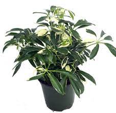 Hawaiian Schefflera
