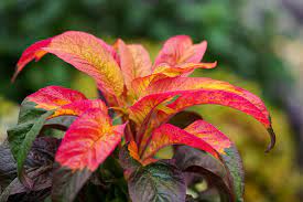 Joseph Coat Plant / Amaranthus Tricolor