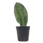 Snake Plant 'Whale Fin'