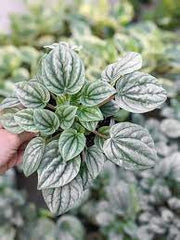 Peperomia Frost