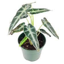 Alocasia "Bambino" (Alocasia amazonica)
