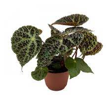 Rex Begonia "Ferox"