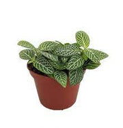 Nerve Plant (Fittonia albivenis)