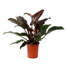Philodendron Imperial Red