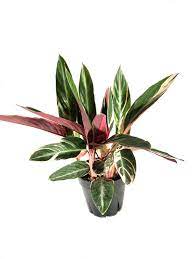 Stromanthe 'Trio Star'