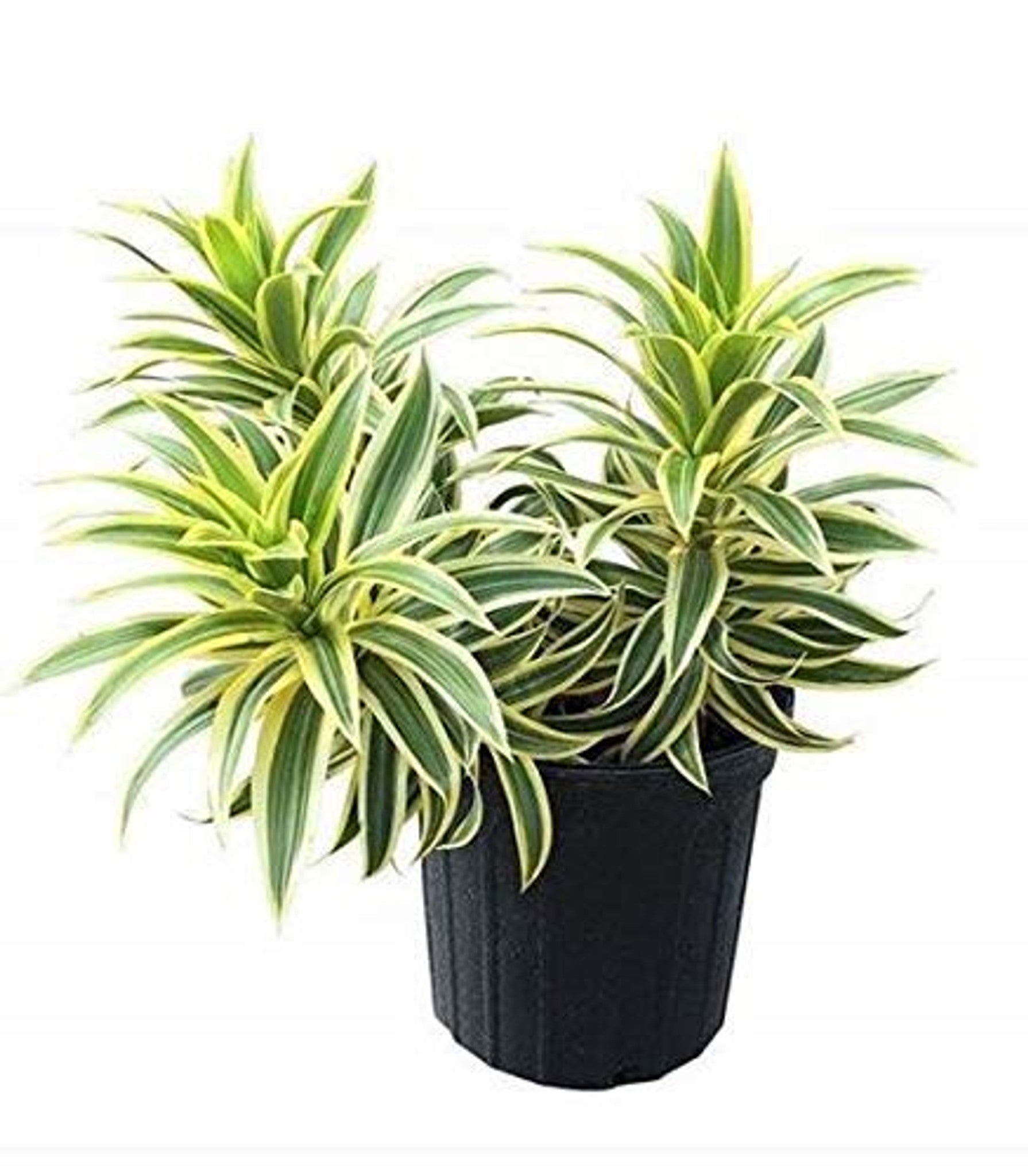 Dracaena 'Song of India'