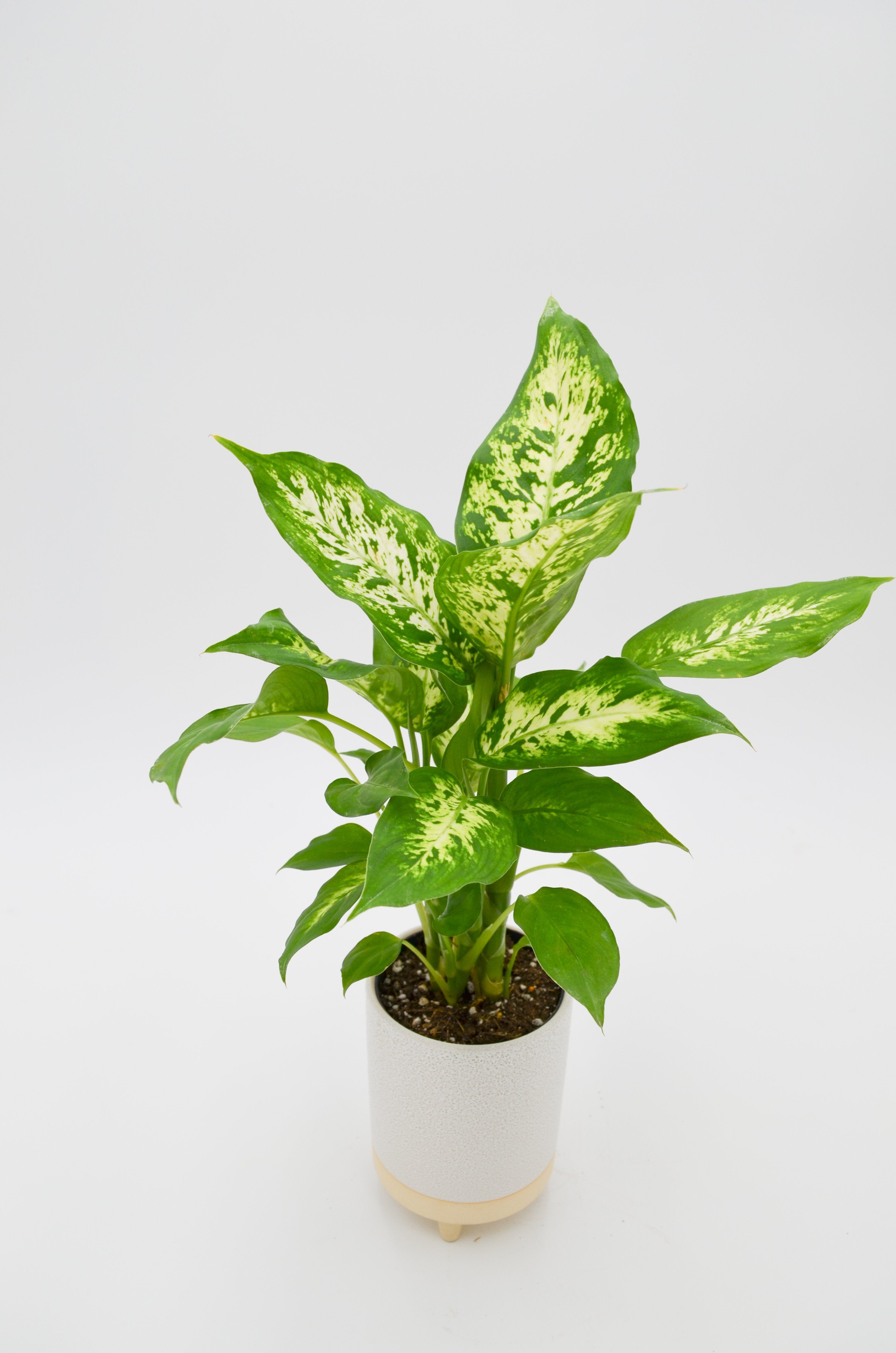 Dumb Cane (Dieffenbachia)