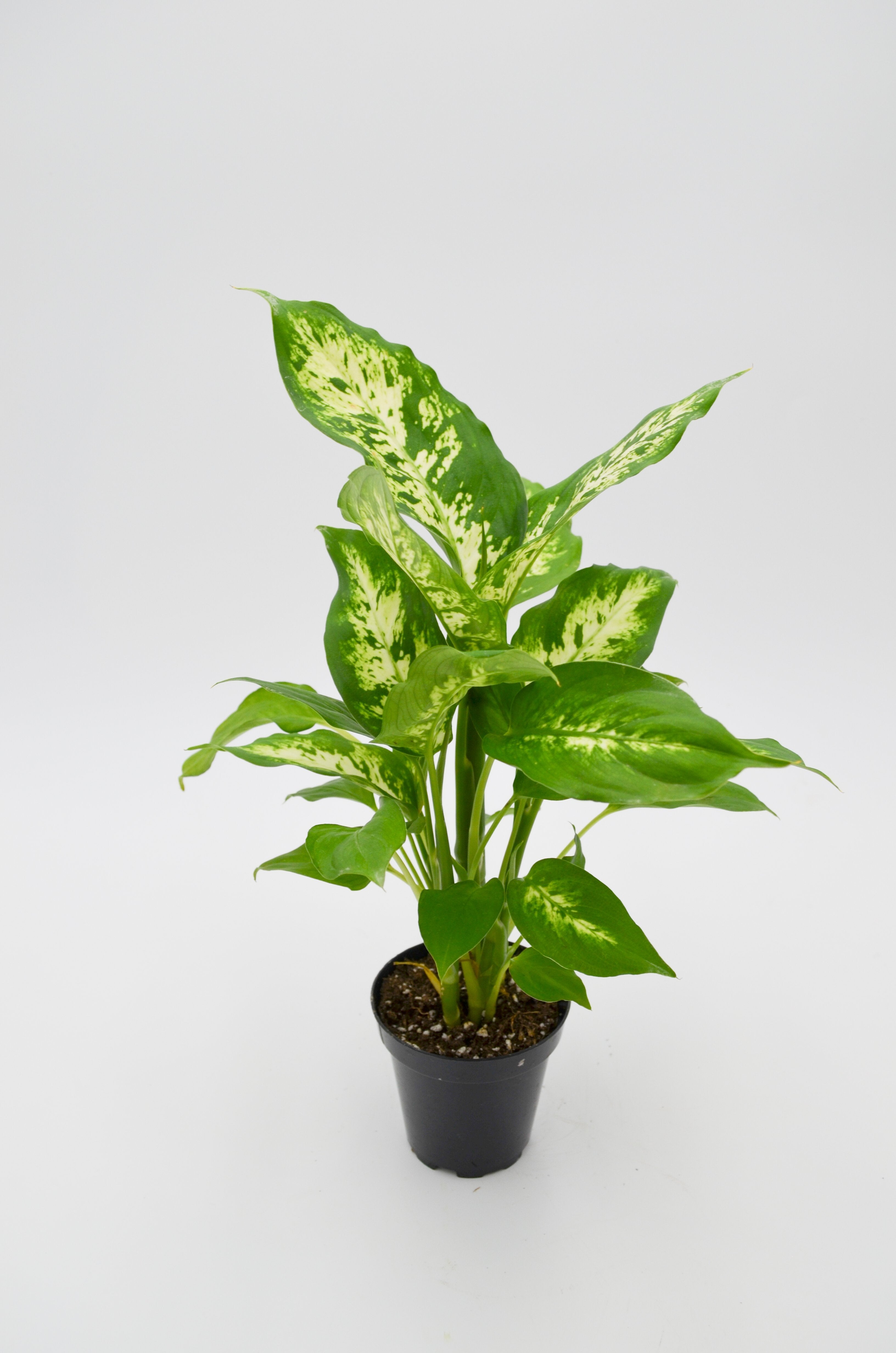 Dumb Cane (Dieffenbachia)