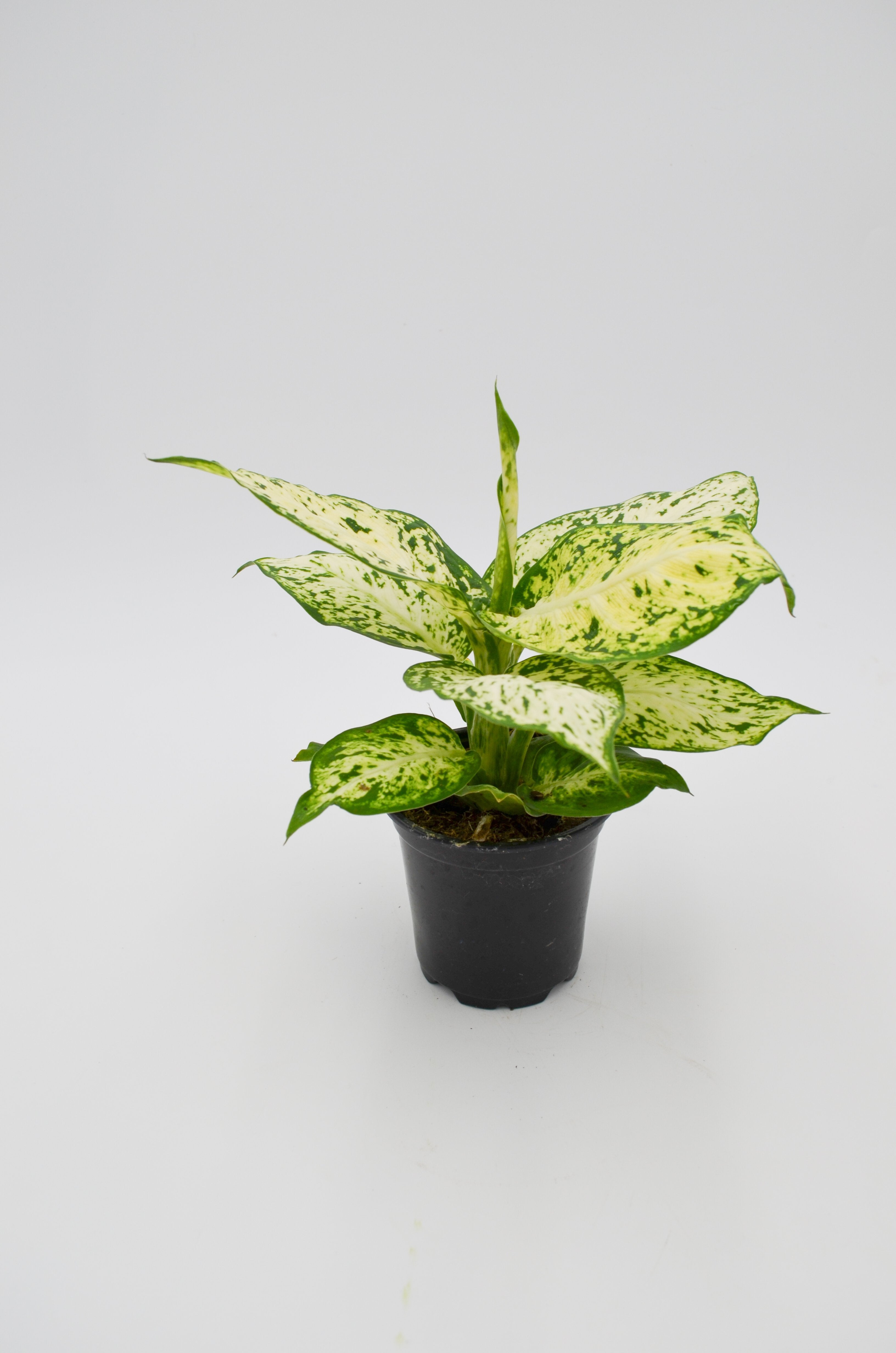 Dumb Cane (Dieffenbachia)